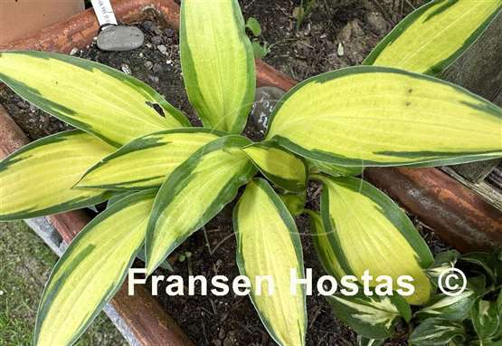 Hosta Touch of Flame